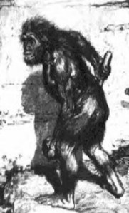 1909-picture-of-neanderthal-man-based-on-la-chapelle-aux-saints-neanderthal-skeleton